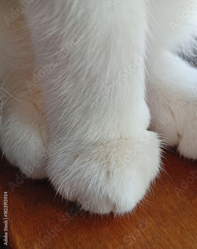 soft white paw in close-up