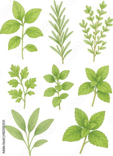 Culinary herb set, detailed illustration of assorted cooking herbs
