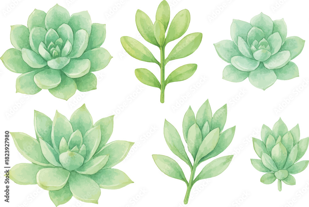Fototapeta premium Set of Succulent plant isolated on white background