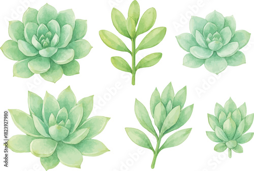 Set of Succulent plant isolated on white background