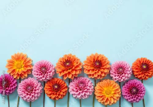Colorful dahlias arranged on a light blue background
