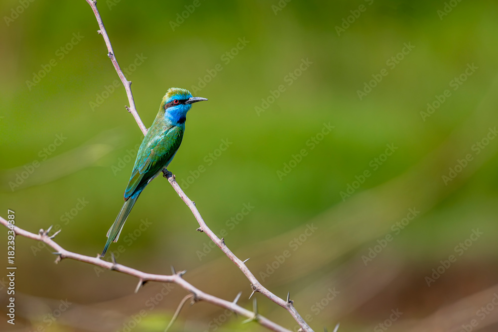 Obraz premium Arabian Green Bee-Eater, Merops cyanophrys. Oman