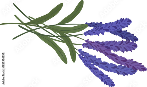 Lavender flower sprig with green leaves botanical illustration