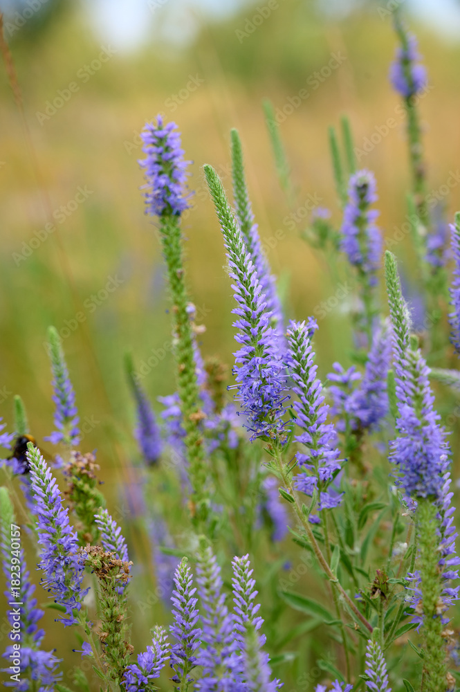 Fototapeta premium The blue flowers of the veronica. Medicinal, honey and ornamental plant. Veronica longifolia