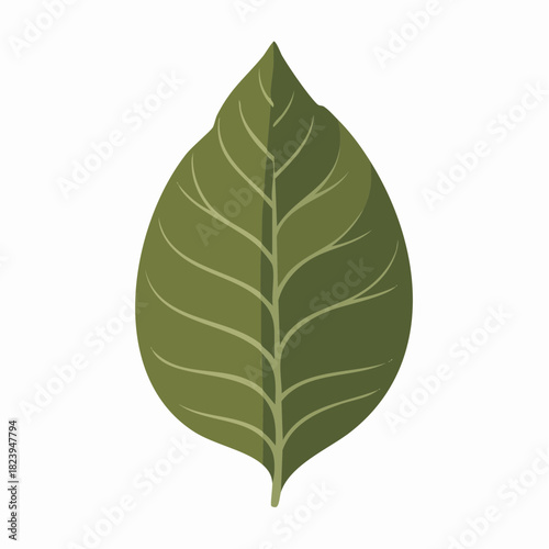 A single green leaf with prominent veins, depicted in a simple, stylized illustration.