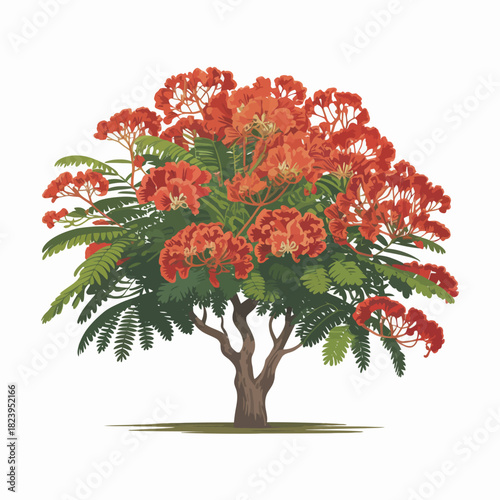 Flame Tree