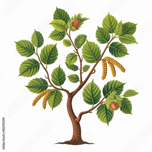 Hazel Tree Vector Outline | Deciduous Nut Tree Silhouette | Forest Illustration