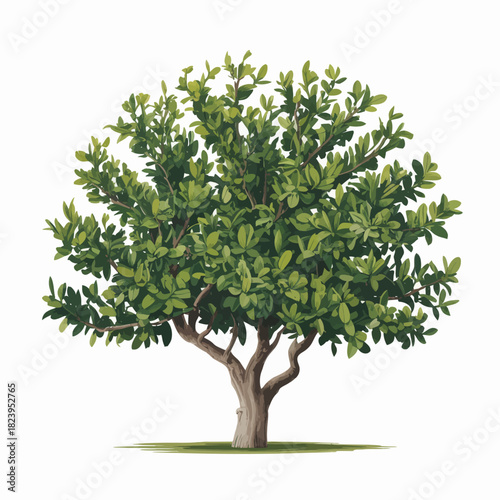 Camphor tree