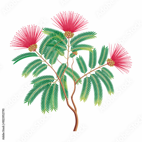 Calliandra tree