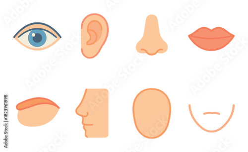 Illustrated human facial features: eye, ear, nose, lips, brow, profile, chin