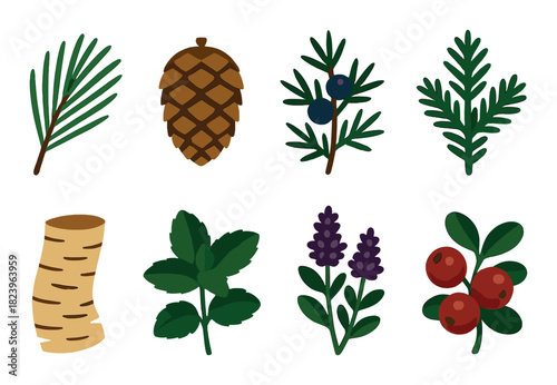 Collection of botanical elements: pine, cone, berries, birch, mint, lavender, cranberries