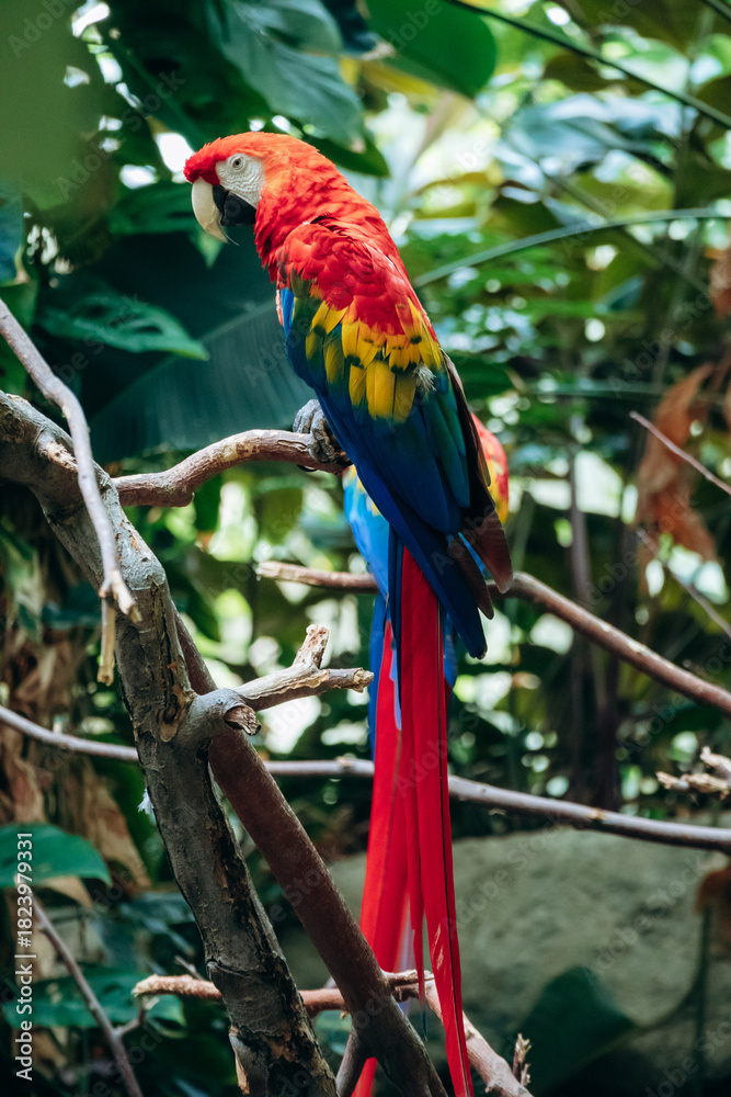 Obraz premium Vibrant scarlet macaws perched on branches inside the tropical habitat at the Montreal Biodome