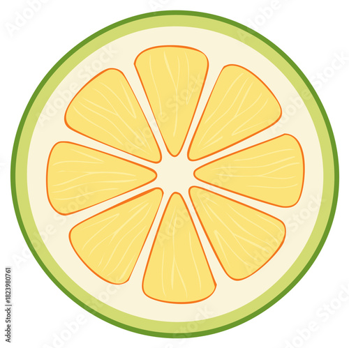 Vibrant Green Citrus Fruit Slice Cross Section Vector Illustration for Healthy Design
