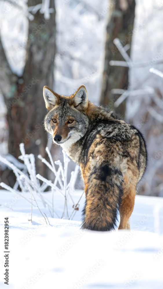 Naklejka premium Wild Wolf Portrait in Snow-Covered Wilderness 