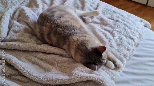 Calico Cat Lying on Soft Beige Blanket and Playfully Batting Small White Toy