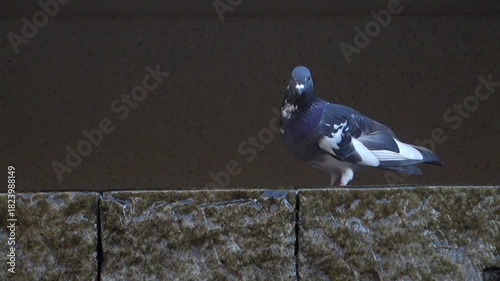 京都、六角堂の境内の鳩