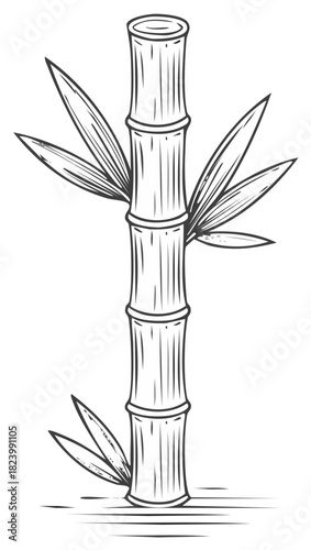 Stylized bamboo stalk with leaves. Traditional Asian nature plant illustration design.