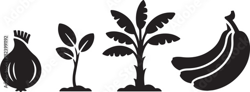 Illustration showing the growth stages of an onion plant leading to banana fruit harvest