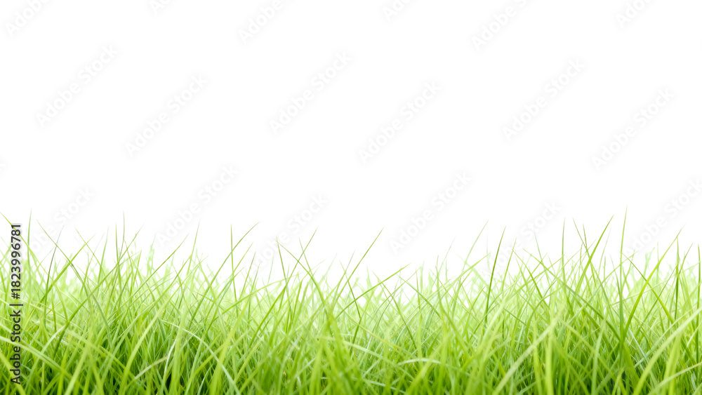 Fototapeta premium Green grass growing in bright atmosphere with soft sunlight illuminating the blades during clear day