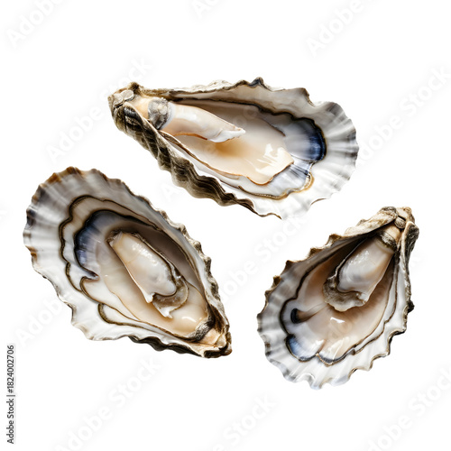 Three Freshly Opened Oysters on the Half Shell Close-up on a transparent background PNG 