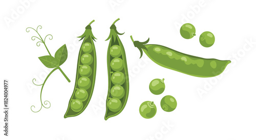 Fresh collection of green peas showcasing open pods whole pods and loose peas with a delicate vine tendril and leaf.