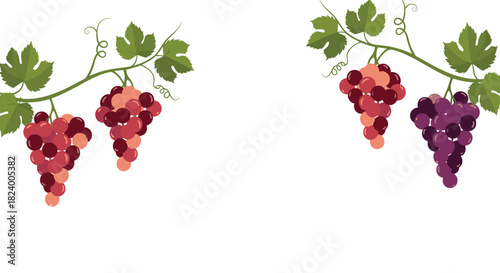 Beautiful clusters of red and purple grapes with lush leaves and tendrils elegantly frame a pristine white central space.