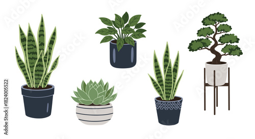 Diverse collection of potted houseplants including tall snake plants lush leafy greens and charming succulents for indoor decor.