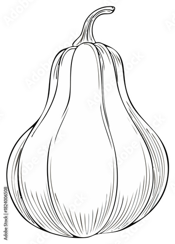Hand drawn contoured illustration of a butternut squash for Autumn harvest or Halloween designs.