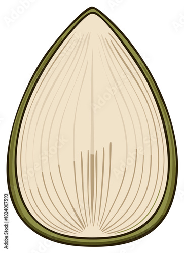 Detailed illustration of a cross section of a pale green seed with radiating lines