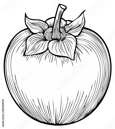 Vintage fruit botanical illustration of a persimmon