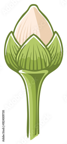 Stylized illustration of an unopened white flower bud with green leaves and stem