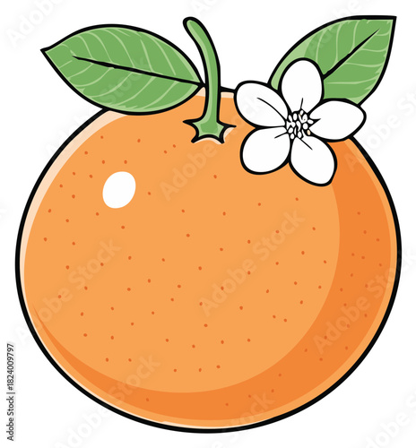 Orange fruit with leaves and flower illustration