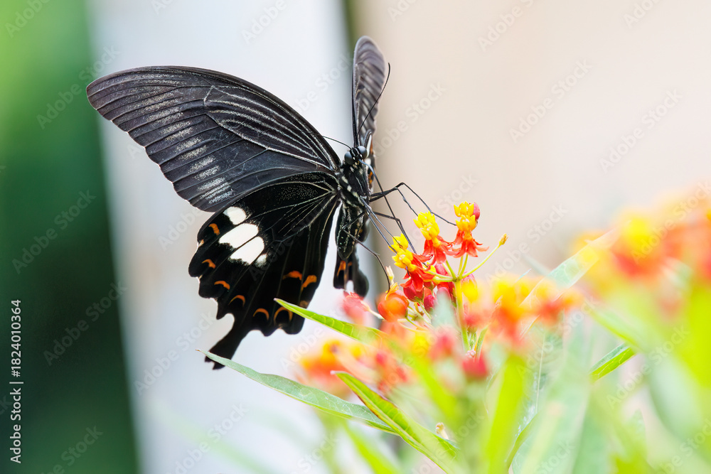 Fototapeta premium 美しいモンキアゲハ(アゲハチョウ科)。 ランタナ(クマツヅラ科)の花の蜜を吸っている。 英名学名:The Red Helen, Papilio helenus, swallowtail Butterfly Lantana, Lantana camara ヒリゾ浜 静岡県伊豆半島南伊豆町中木-2025 日本有数のシュノーケリングスポット。 夏の数カ月間だけ渡し船で行ける。 水質透明度魚影が素晴らしい