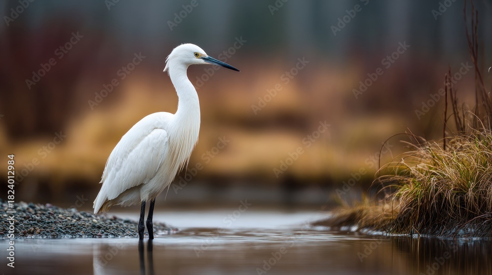 Fototapeta premium Elegant egret in tranquil waters, reflecting nature's delicate harmony and beauty