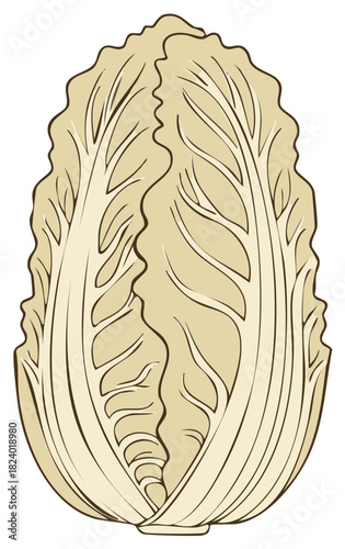 Stylized Napa Cabbage Illustration in a Beige and Brown Color Scheme