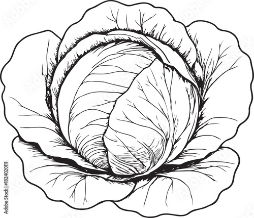Cabbage vegetable silhouette vector