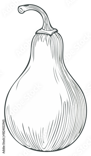 Elegant hand drawn bottle gourd illustration vintage botanical sketch vegetable food ingredient