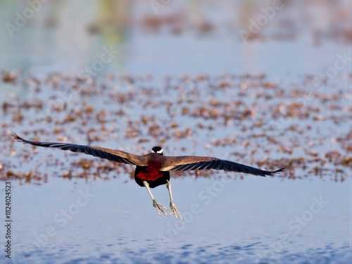 Quadro su tela Bronze-winged Jacana with its wings fully spread, revealing the striking red-maroon underwing coverts and dark primary and secondary feathers