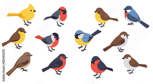 Colorful cartoon birds collection on white background: flat style