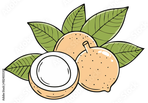 Cartoon Illustration of Fresh Macadamia Nuts with Green Leaves on White Background