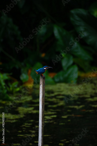 A Common kingfisher preparing to fly. Sri Lanka