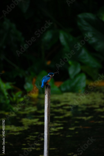 A Common kingfisher perched on a branch, splashing water.