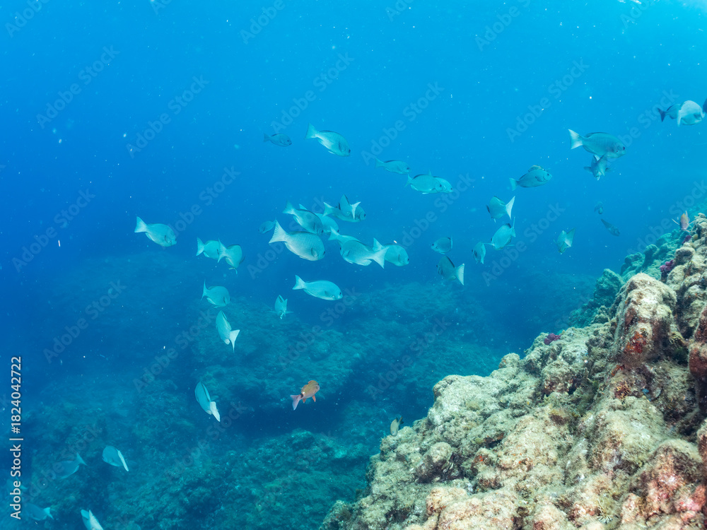 Fototapeta premium メジナ, Largescale Blackfish, Girella punctata, イスズミ科, ホウライヒメジ, Whitesaddle goatfish, Parupeneus ciliatus, ヒメジ科, 他の群れ。 静岡県伊豆半島南伊豆町中木ヒリゾ浜-2025年 日本有数のシュノーケリングスポット。 夏の数カ月間だけ渡し船で行ける。 水質透明度魚影が素晴らしい。 