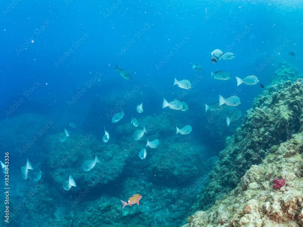 Fototapeta premium メジナ, Largescale Blackfish, Girella punctata, イスズミ科, ホウライヒメジ, Whitesaddle goatfish, Parupeneus ciliatus, ヒメジ科, 他の群れ。 静岡県伊豆半島南伊豆町中木ヒリゾ浜-2025年 日本有数のシュノーケリングスポット。 夏の数カ月間だけ渡し船で行ける。 水質透明度魚影が素晴らしい。 