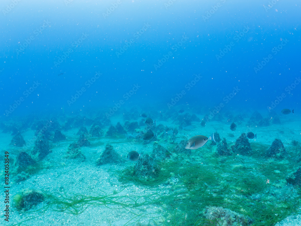 Obraz premium ニザダイ, Sawtail, Prionurus scalprum, ニザダイ科 他の群れ。 三角形の貝類の魚礁も見える。 静岡県伊豆半島南伊豆町中木ヒリゾ浜-2025年 日本有数のシュノーケリングスポット。 夏の数カ月間だけ渡し船で行ける。 水質透明度魚影が素晴らしい。 