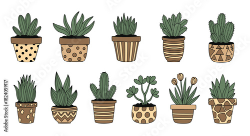 Collection of Succulent Plants in Decorative Pots.