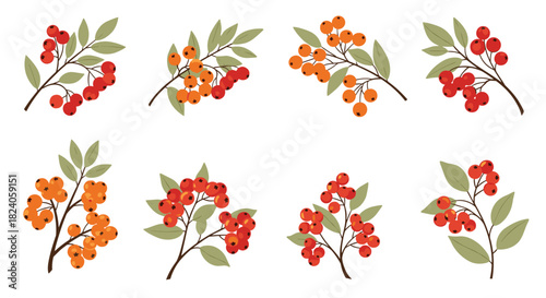 Rowan Berry Branches: Autumnal Botanical Illustrations.