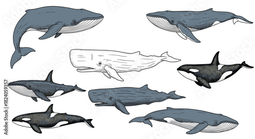 Whale Variety: A Collection of Marine Mammals.