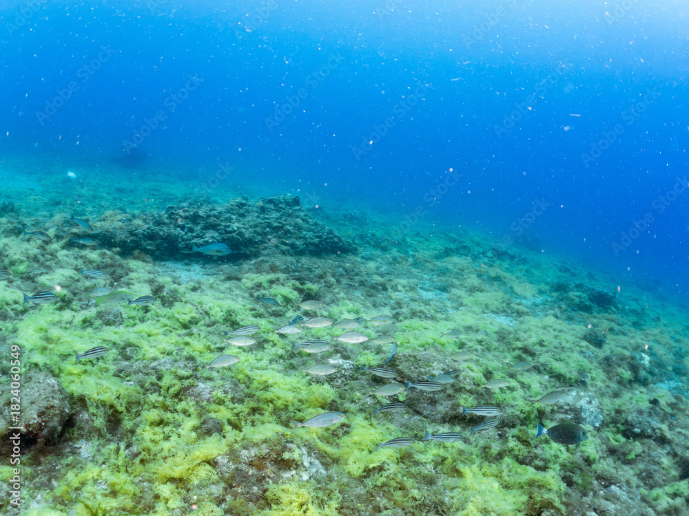 Obraz premium カンパチ, Greater Amberjack, Seriola dumerili, アジ科, 捕食するために狙っている。 他の群れ。 静岡県伊豆半島南伊豆町中木ヒリゾ浜-2025年 日本有数のシュノーケリングスポット。 夏の数カ月間だけ渡し船で行ける。 水質透明度魚影が素晴らしい。 