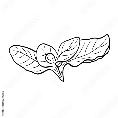 Monochrome botanical fragrant herb drawing of oregano plant isolated on white background. Graphic hand drawn ink black and white vector. Good for cooking, spa, medicinal tea, and garden beauty